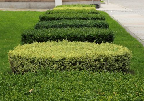 Hedge trimming services available from Lawn.com.au