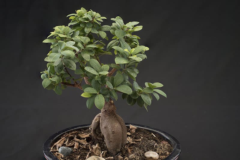 bonsai tree on a black pot.