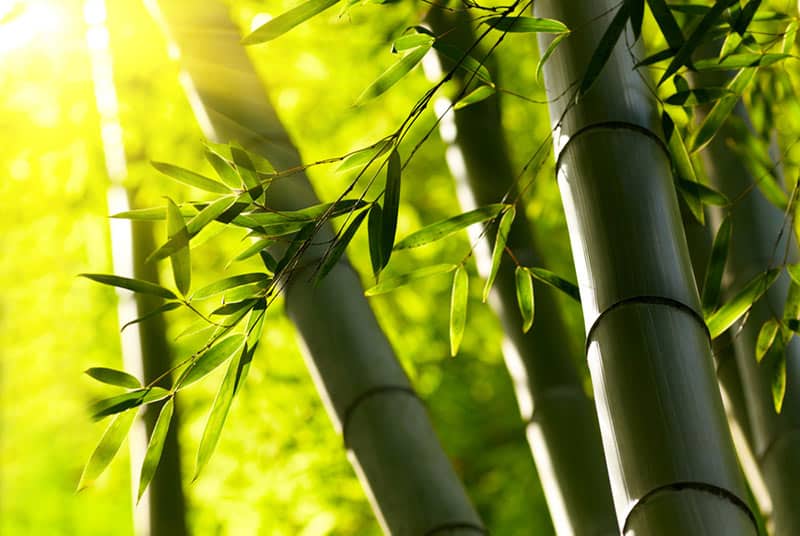 Close up shot of bamboos struck by the sunlight.