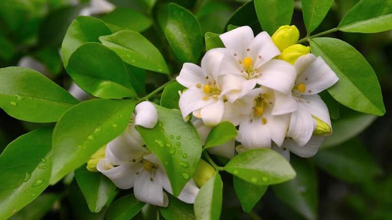 A close up shot of white Murraya Flowers with water droplets.