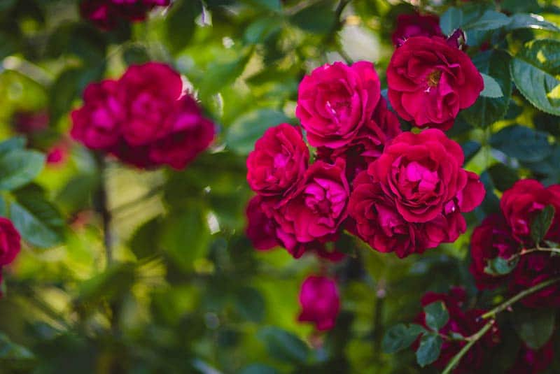 Selective focus of pink rose flowers.