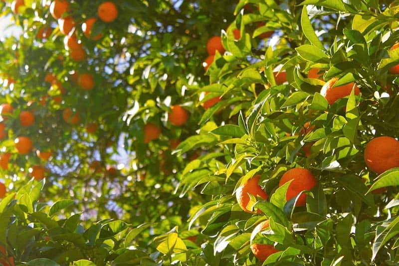 An orange tree with bearing many fruits.