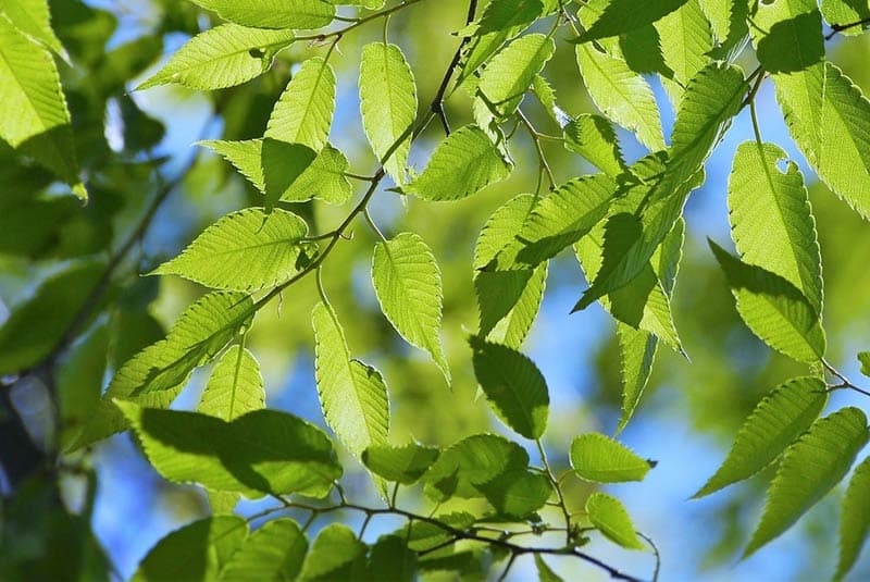 A pictures of healthy green leaves on sunlight.