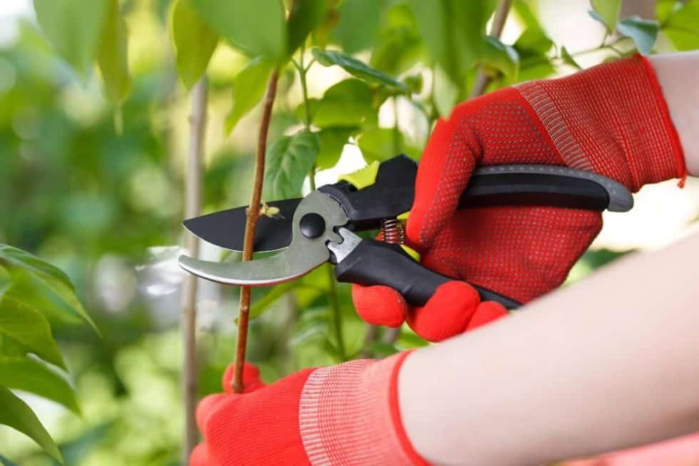 When To Prune Hedges And How Often