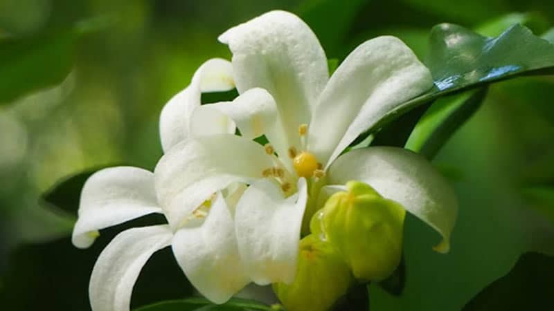 A close up shot of a white Murraya flower.