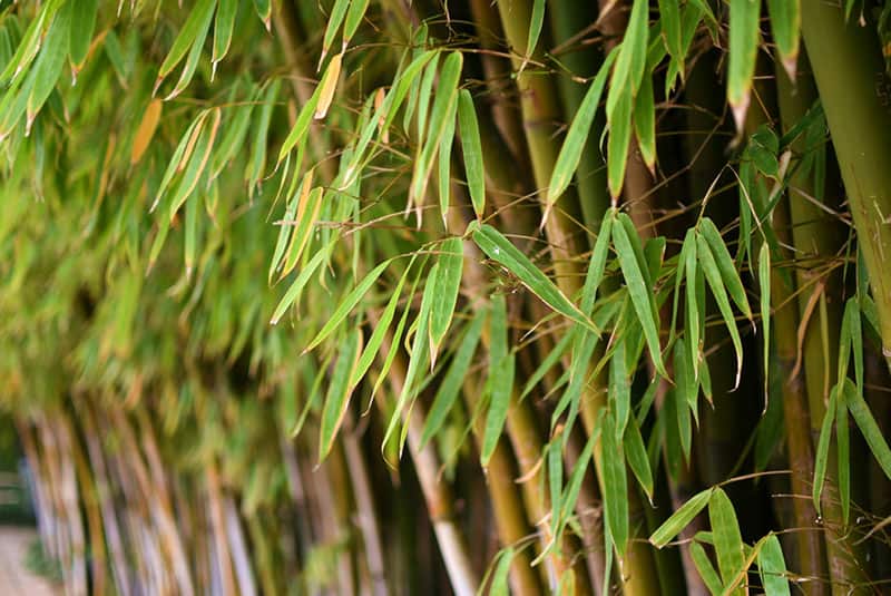 A close up shot of bamboos.