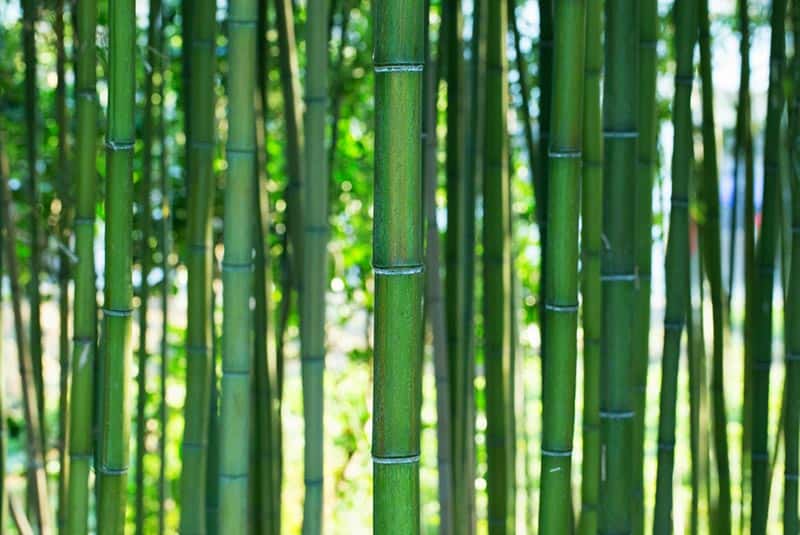 Japanese bamboo forest.