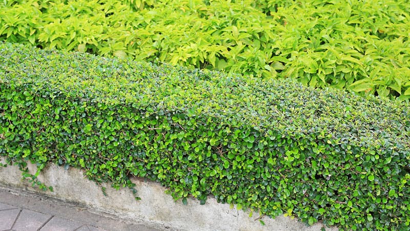 A wall of green Murraya.