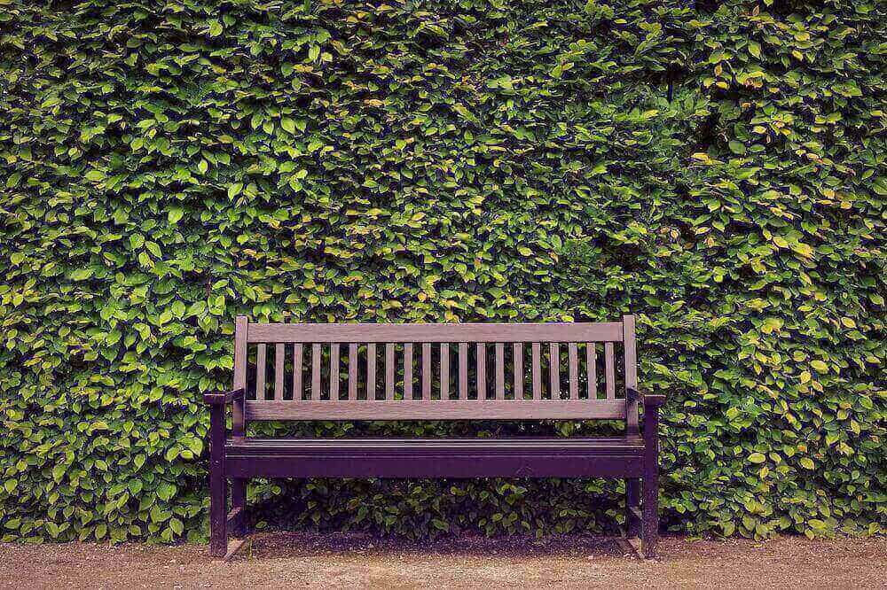 Bench with nice hedges behind it