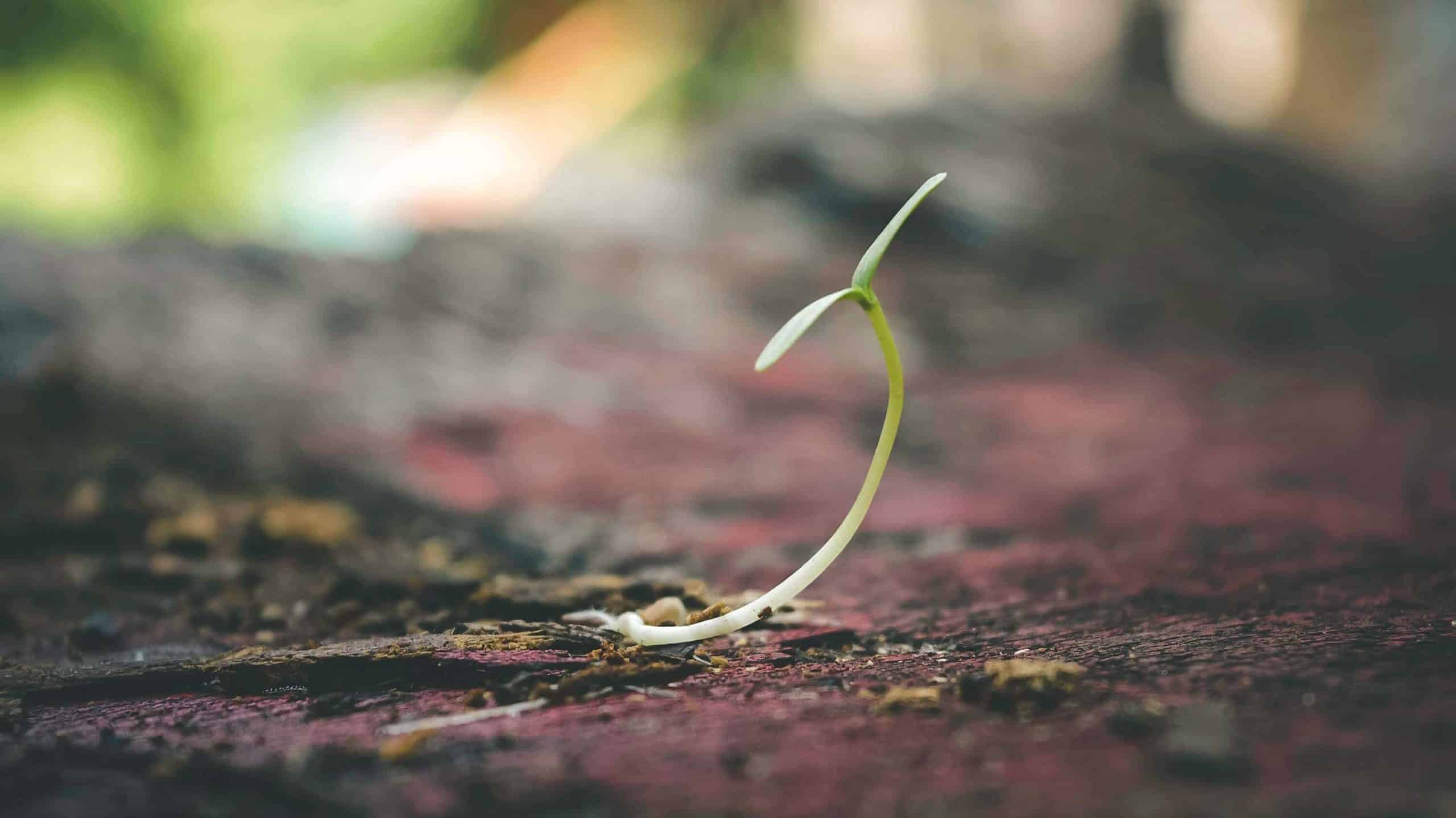 Seeds