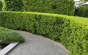 hedge trimming and pruning services