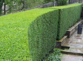 hedge trimming