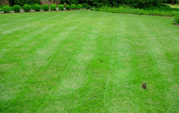 lawn