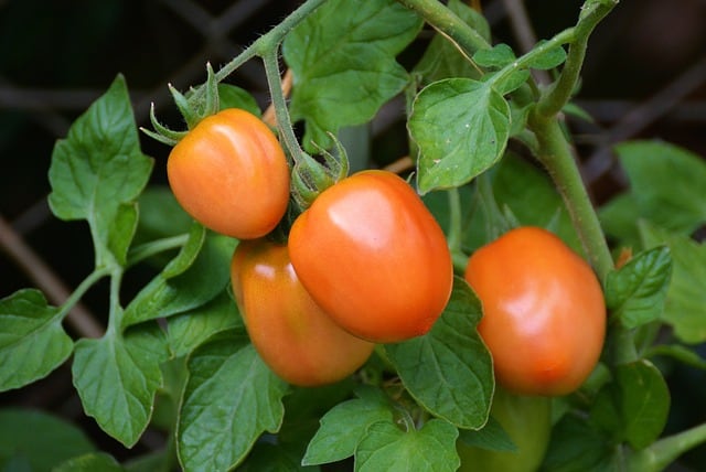 Tomato Plants