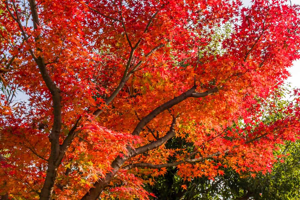 Japanese Maple Tree Care Lawn au