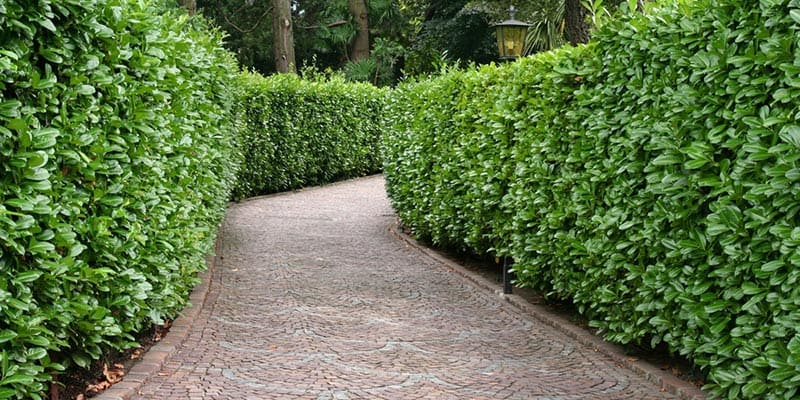 A pathway surrounded by green Murraya Hedges.