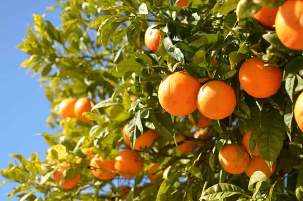 How To Grow An Orange Tree | Lawn.com.au