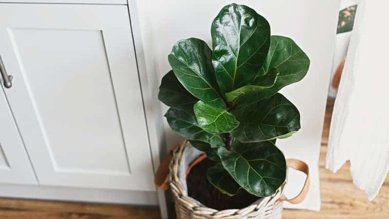 Big fiddle leaf fig tree in stylish modern pot near kitchen furniture.