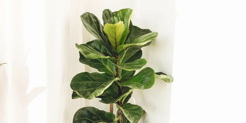 Ficus Lyrata