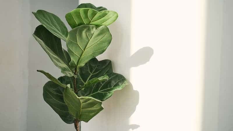 Fiddle-leaf fig tree the popular ornamental tropical houseplant on white wall background