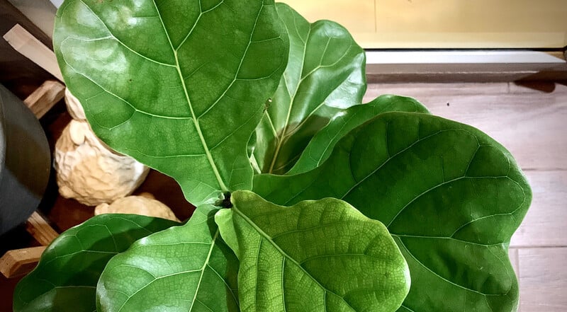 the big leaves of fiddle leaf fig