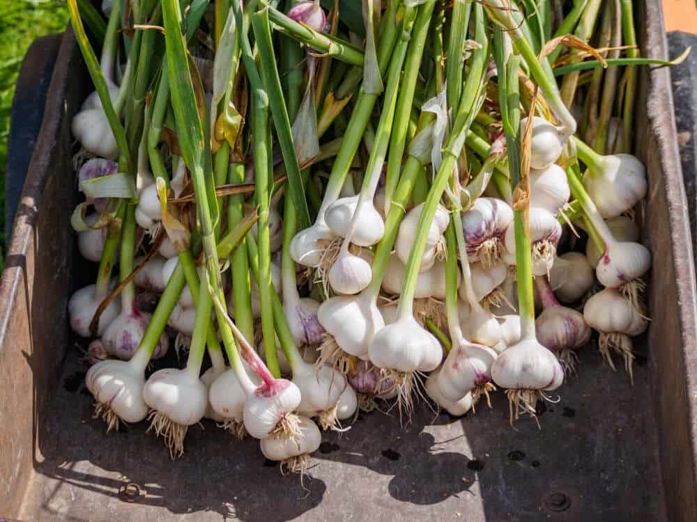 freshly harvested garlic head inside a wheelcart