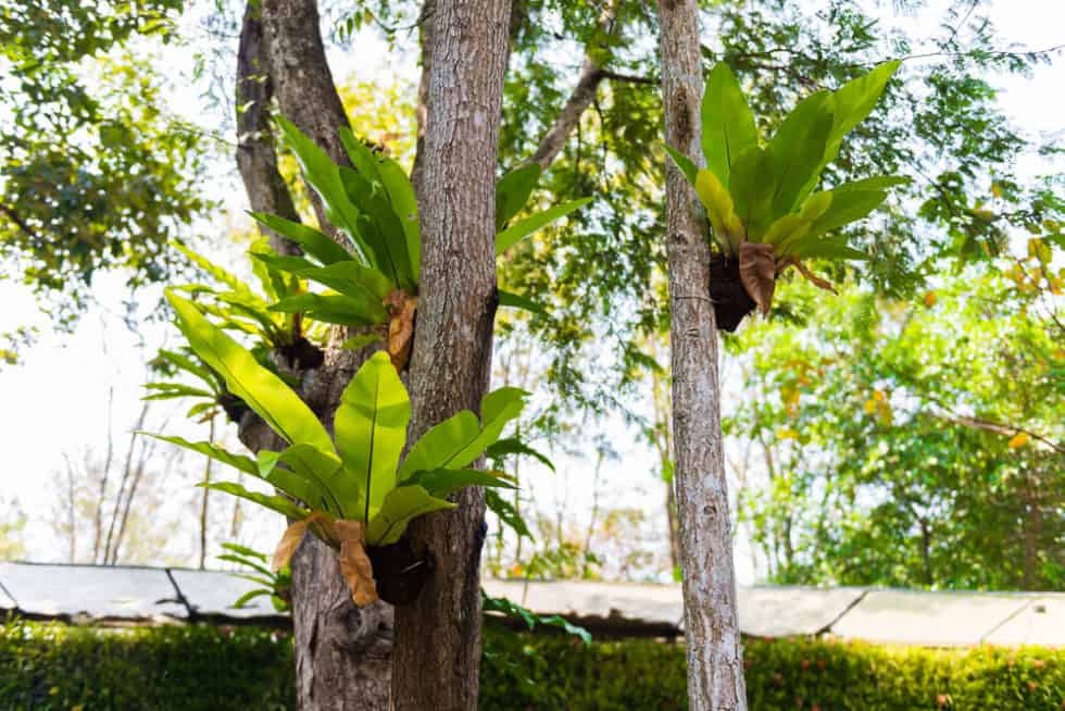 Best Native Australian Plants For Dry, Shady Areas