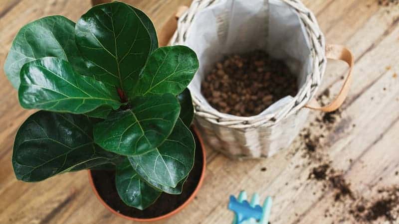 Repotting fiddle leaf fig tree in big modern pot.