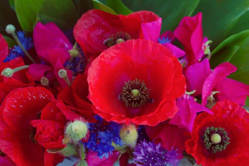 What To Plant In Autumn