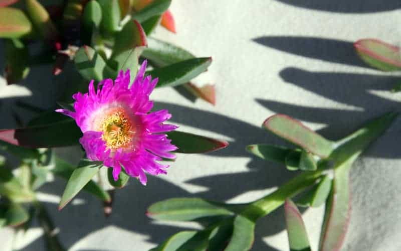 Closeup of healthy pink Carpobrotus flowers also known as pig face surrounded by green foliage and leaves