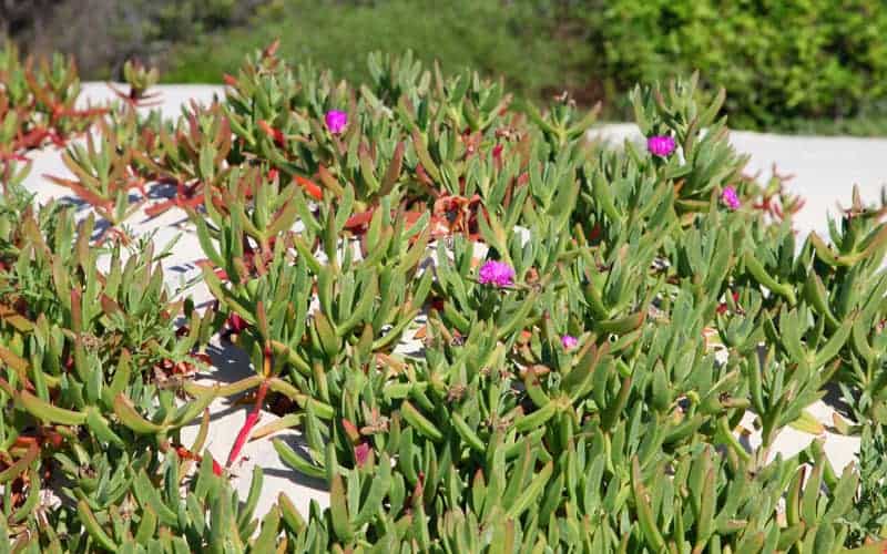 Clusters of pig face plant with chunky green leaves and bright pink flowers growing in sandy soil