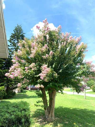 Crepe myrtle tree