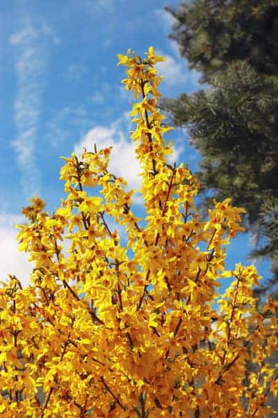 Forsythia Trees