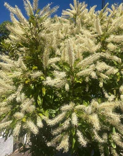 Ivory curl tree