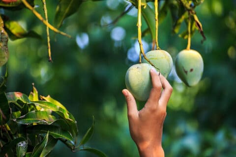 Mango Tree Guide: When To Pick Mangoes Lawn.au