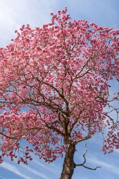 Pink Trumpet Tree