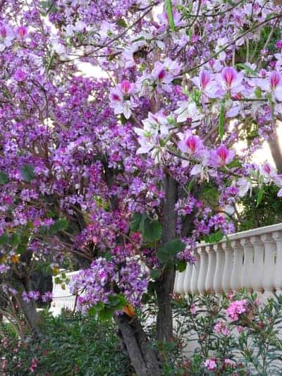 Purple Orchid Tree