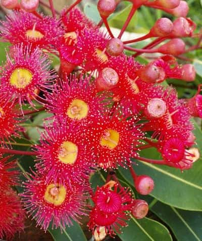 Red Flowering Gum Tree