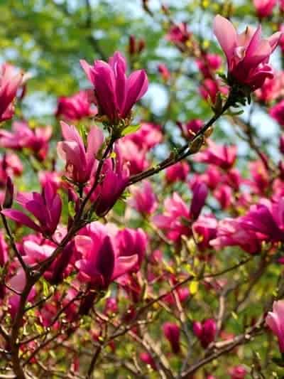 Royal Purple Magnolia