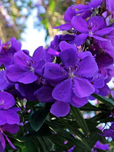 Tibouchina ‘Alstonville'