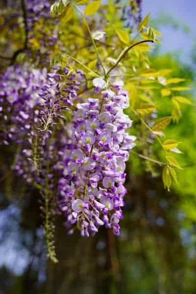 Wisteria