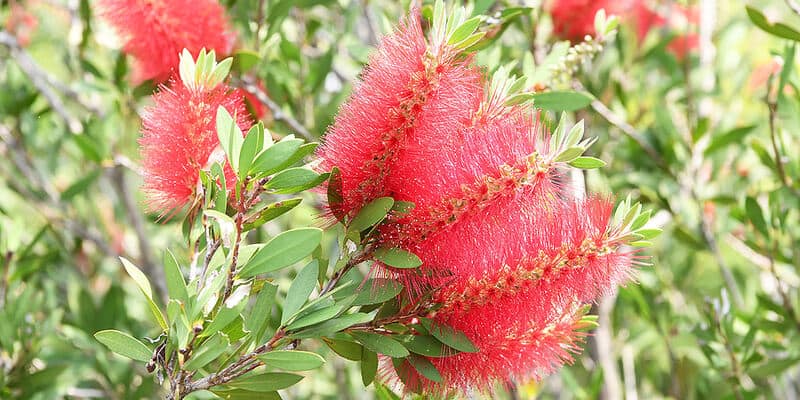 Native australian deals flowers