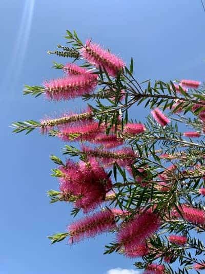 bottlebrush