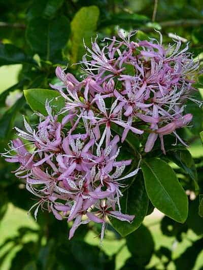 Cape chestnut trees