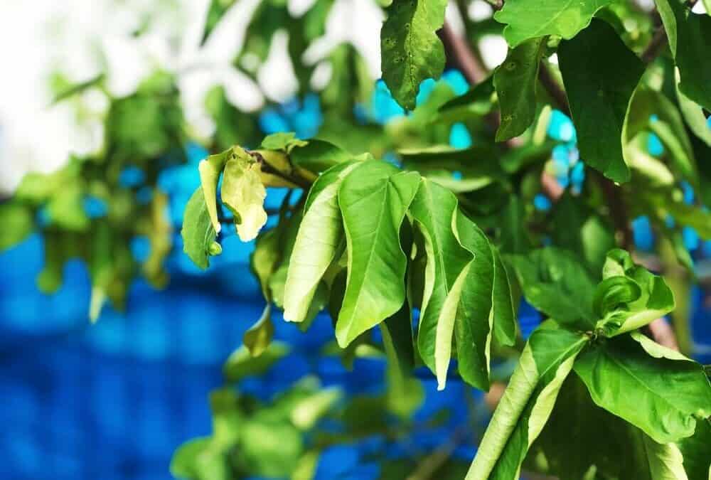 Curling Citrus Leaves: How To Fix Leaf Curl