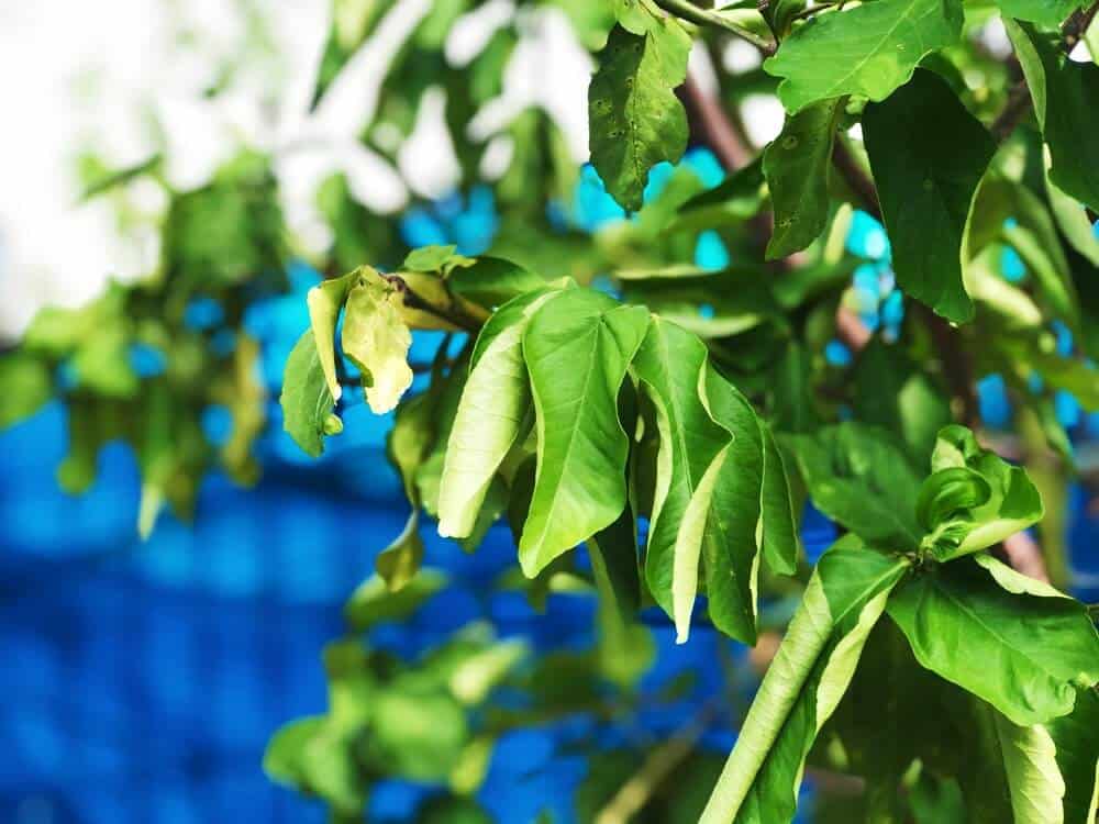 Green leaf of Kaffir lime leaves,wilting as the appearance of leaves severely dehydrated due to drought,growth in botanical herb garden