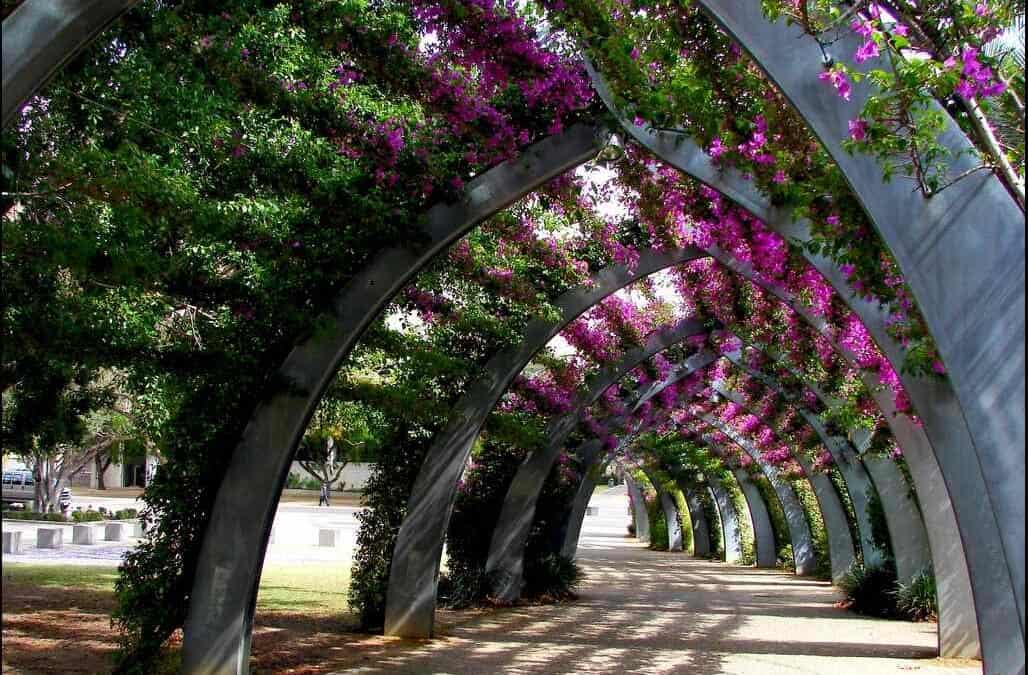 Fast Growing Climbing Plants In Australia
