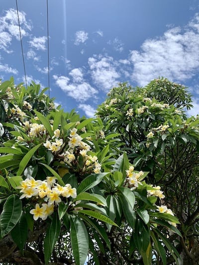 frangipani tree in the sun with white and yellow flowers