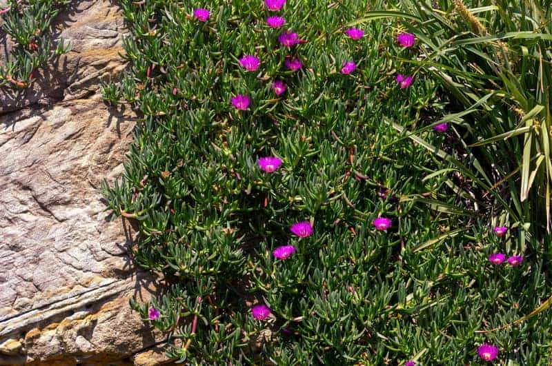 pig face plant with purple-pink flowers covering rock