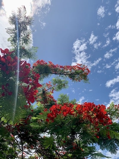 red flowering tree australia